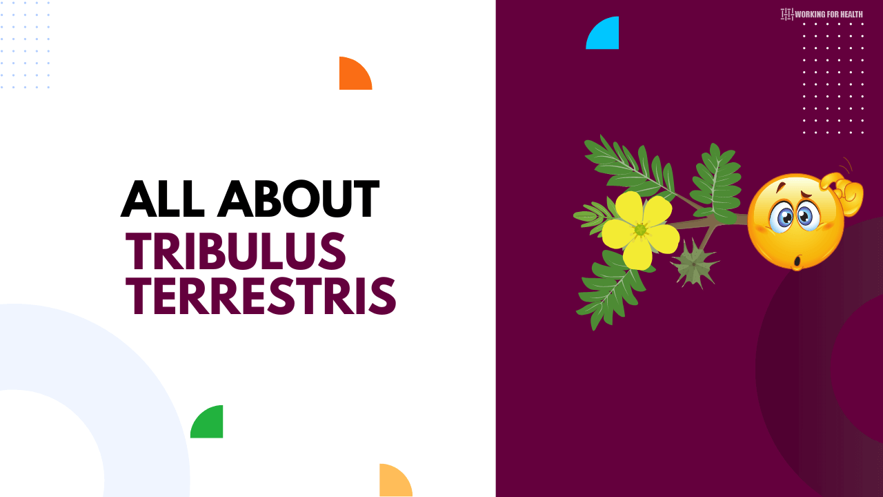 All About Tribulus terrestris